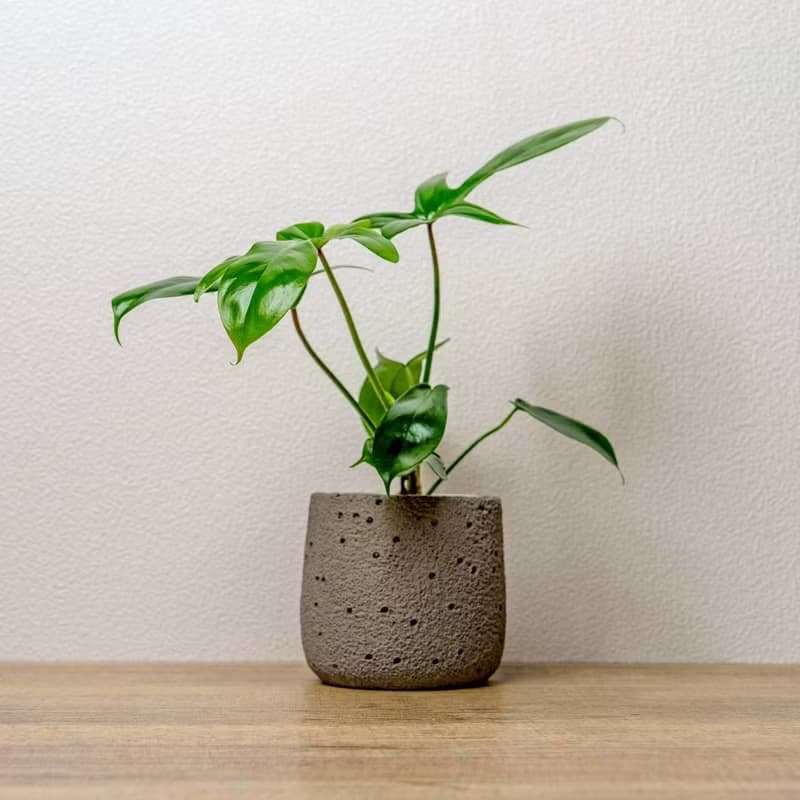 龍爪蔓綠絨懶人盆栽加圓點灰小水泥盆 套盆 開幕盆栽推薦