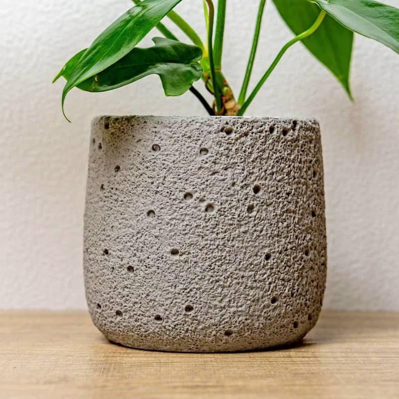 龍爪蔓綠絨懶人盆栽加圓點灰小水泥盆 套盆 開幕盆栽推薦