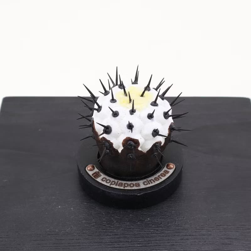 黑王丸(小)/仿生植物/塊根/居家擺飾/水泥飾品