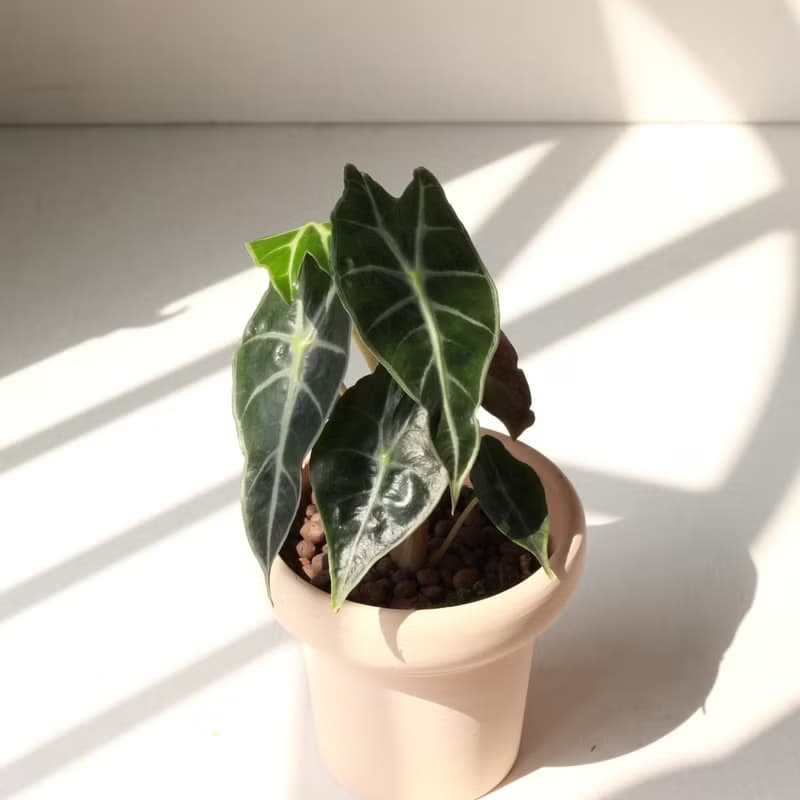 植栽 盆栽 l 黑葉觀音蓮  室內植物 辦公室盆栽 桌上型盆栽