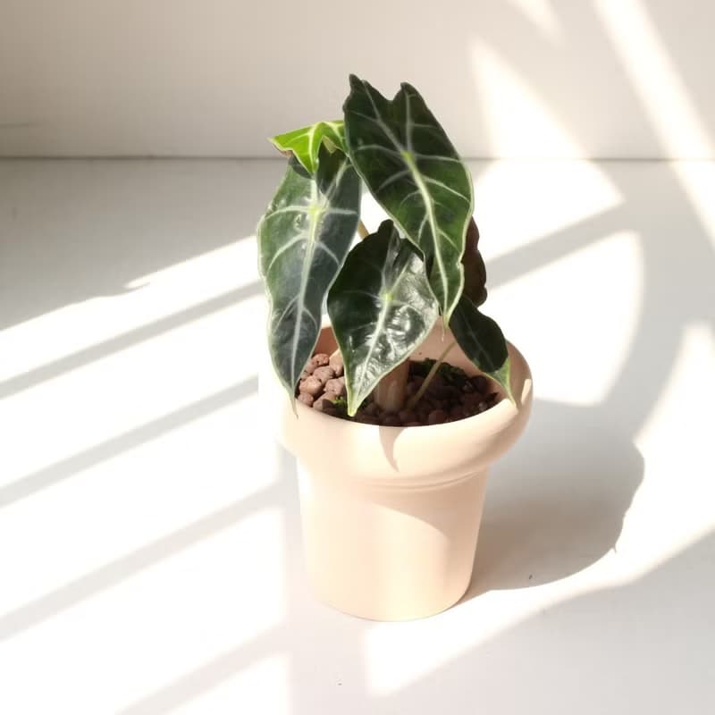 植栽 盆栽 l 黑葉觀音蓮  室內植物 辦公室盆栽 桌上型盆栽