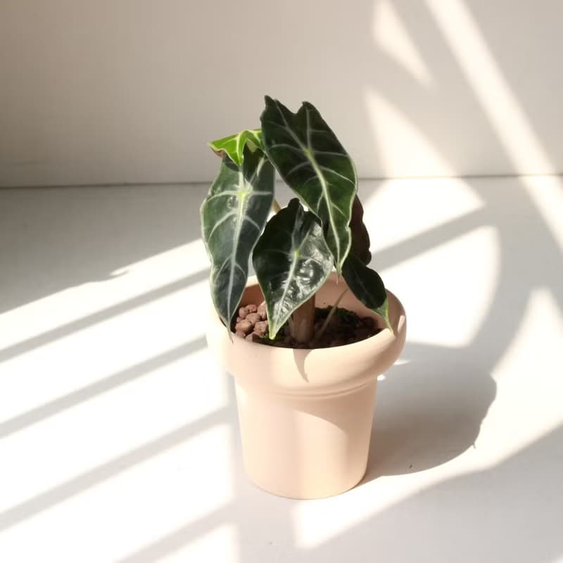 植栽 盆栽 l 黑葉觀音蓮  室內植物 辦公室盆栽 桌上型盆栽