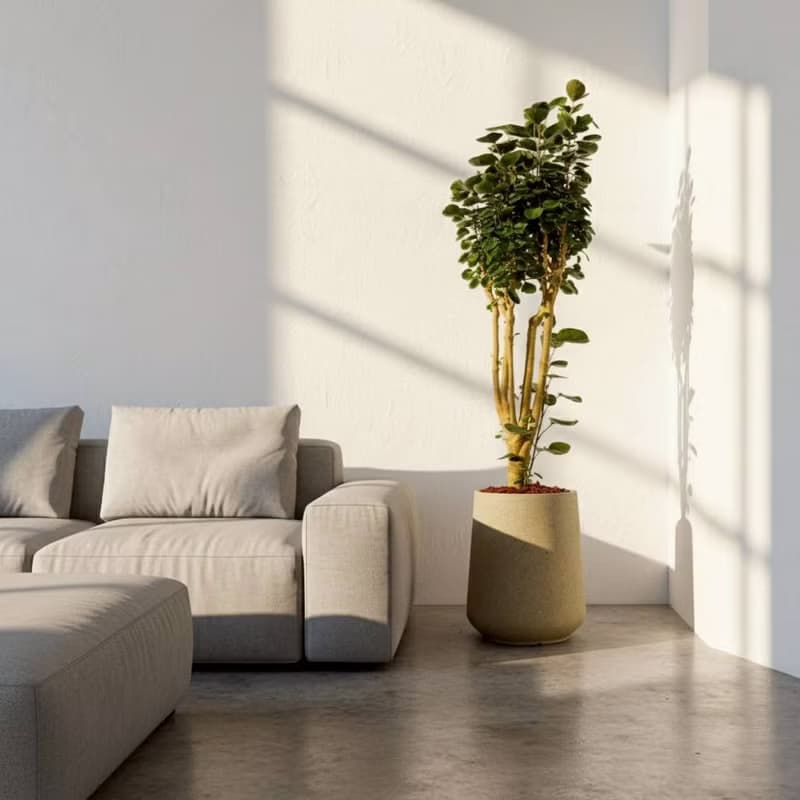 虹玉福祿桐 落地盆栽 大盆栽 拿鐵棕磨石子花盆 開幕送禮 喬遷禮