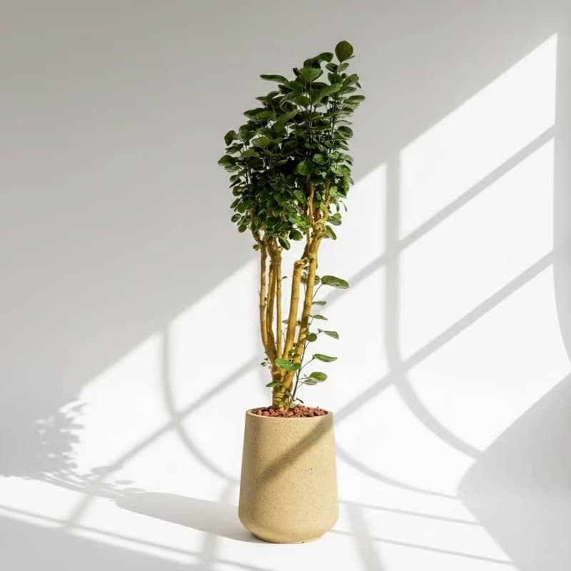 虹玉福祿桐 落地盆栽 大盆栽 拿鐵棕磨石子花盆 開幕送禮 喬遷禮