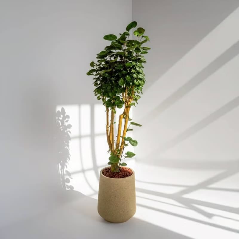 虹玉福祿桐 落地盆栽 大盆栽 拿鐵棕磨石子花盆 開幕送禮 喬遷禮