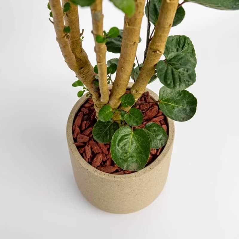 虹玉福祿桐 落地盆栽 大盆栽 拿鐵棕磨石子花盆 開幕送禮 喬遷禮