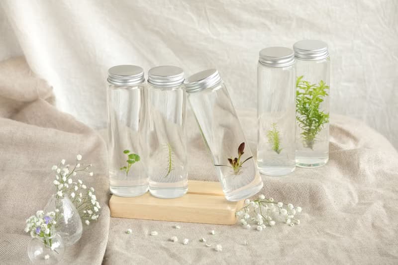 【烏蘇里水草】 小室瓶栽水草瓶栽 松葉型態的葉片 療癒室內植物