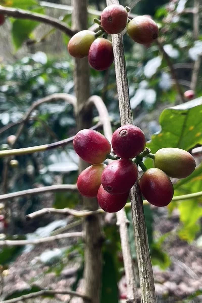 高雄二集團咖啡豆-熟豆