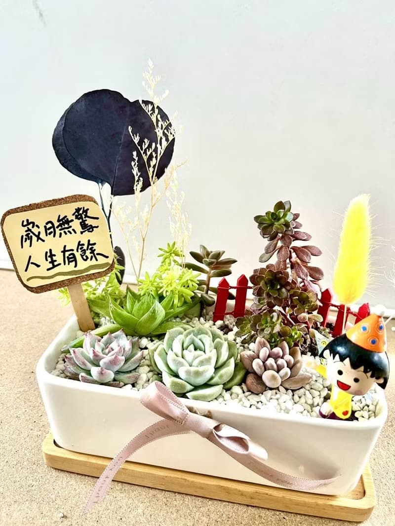 櫻桃小丸子ちびまる子ちゃん 日式 多肉組盆 多肉植物 生日小丸子