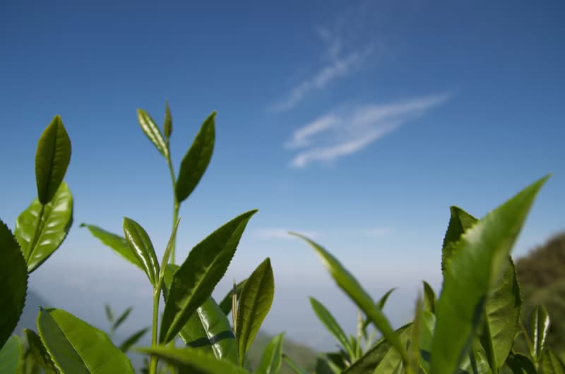 高山青袋茶 (冷泡/綠茶)
