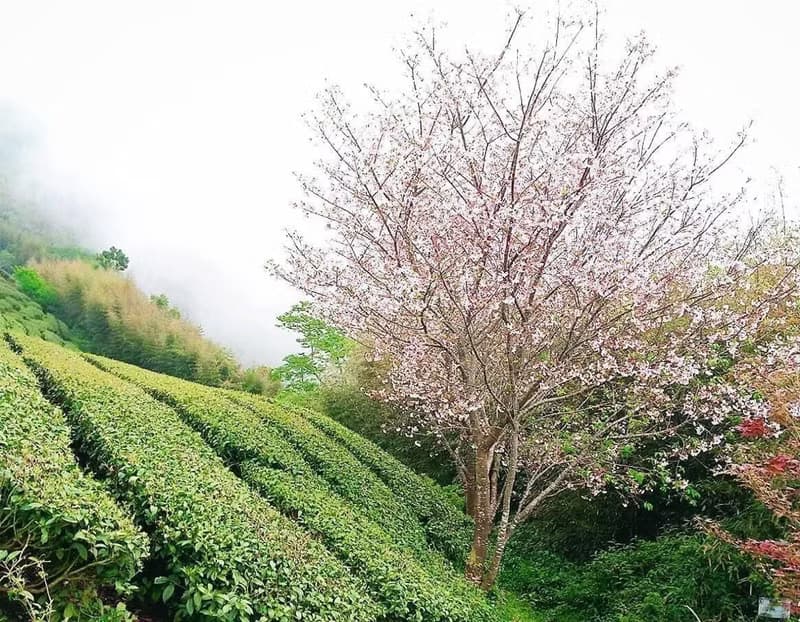 高山青袋茶 (冷泡/綠茶)