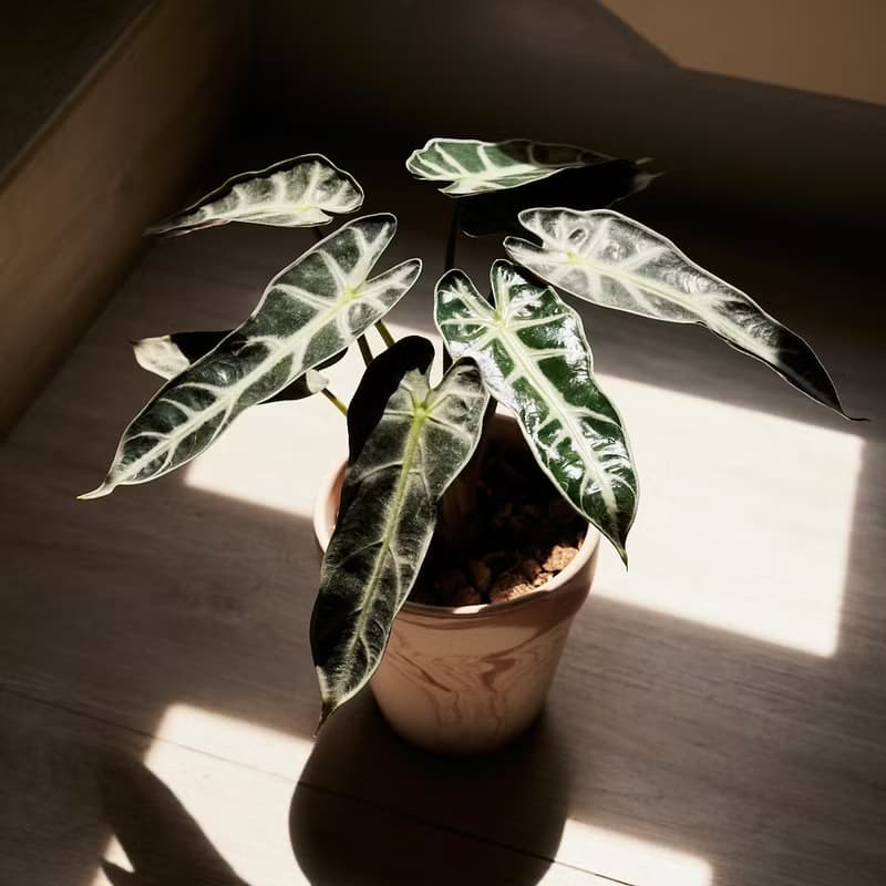 小仙女觀音蓮 | 室內盆栽 喬遷送禮 觀葉植物