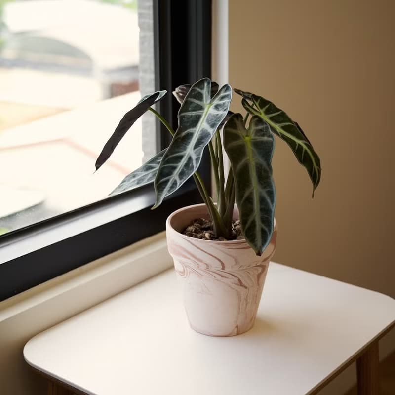小仙女觀音蓮 | 室內盆栽 喬遷送禮 觀葉植物