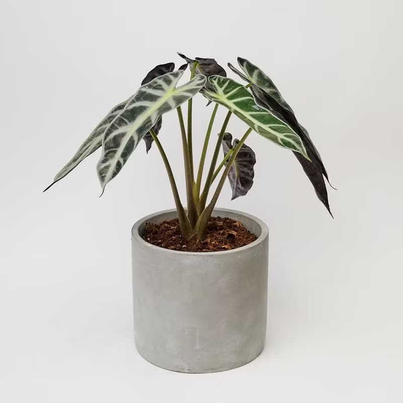 小仙女觀音蓮 | 室內盆栽 喬遷送禮 觀葉植物