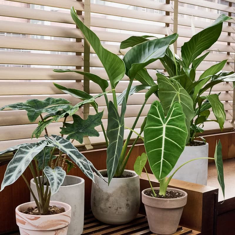 小仙女觀音蓮 | 室內盆栽 喬遷送禮 觀葉植物