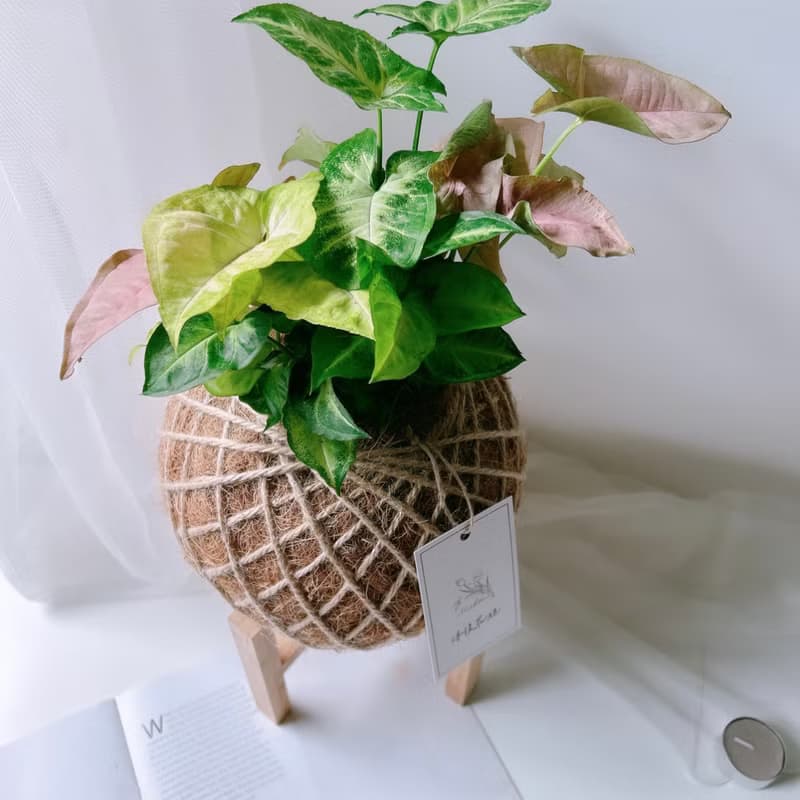 大苔球 綜合合果芋  植栽