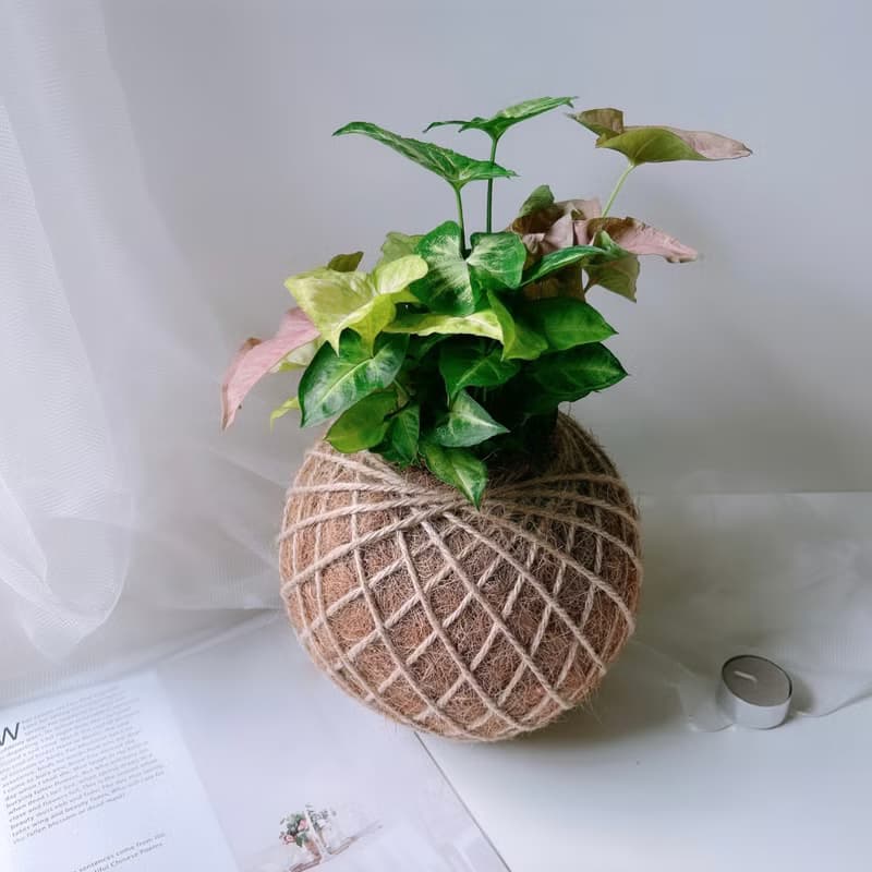 大苔球 綜合合果芋  植栽