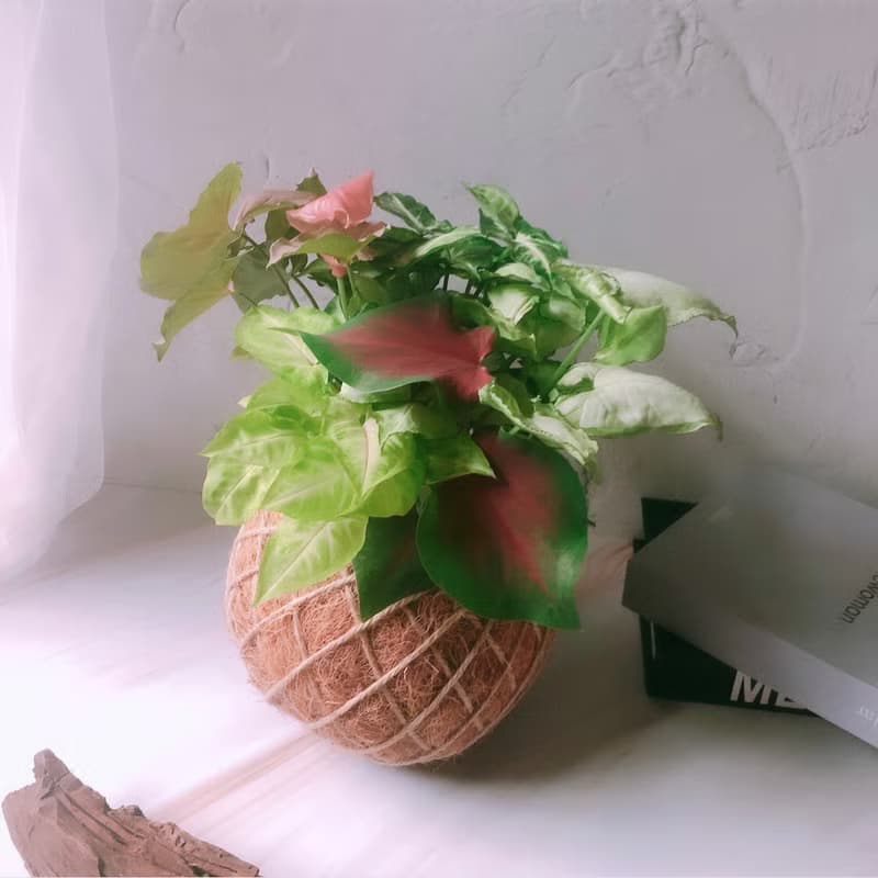 大苔球 綜合合果芋  植栽