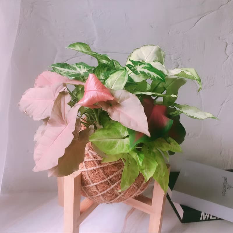 大苔球 綜合合果芋  植栽