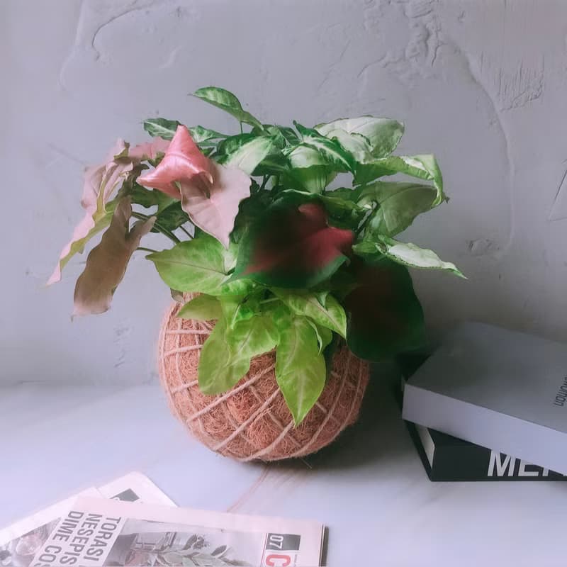 大苔球 綜合合果芋  植栽