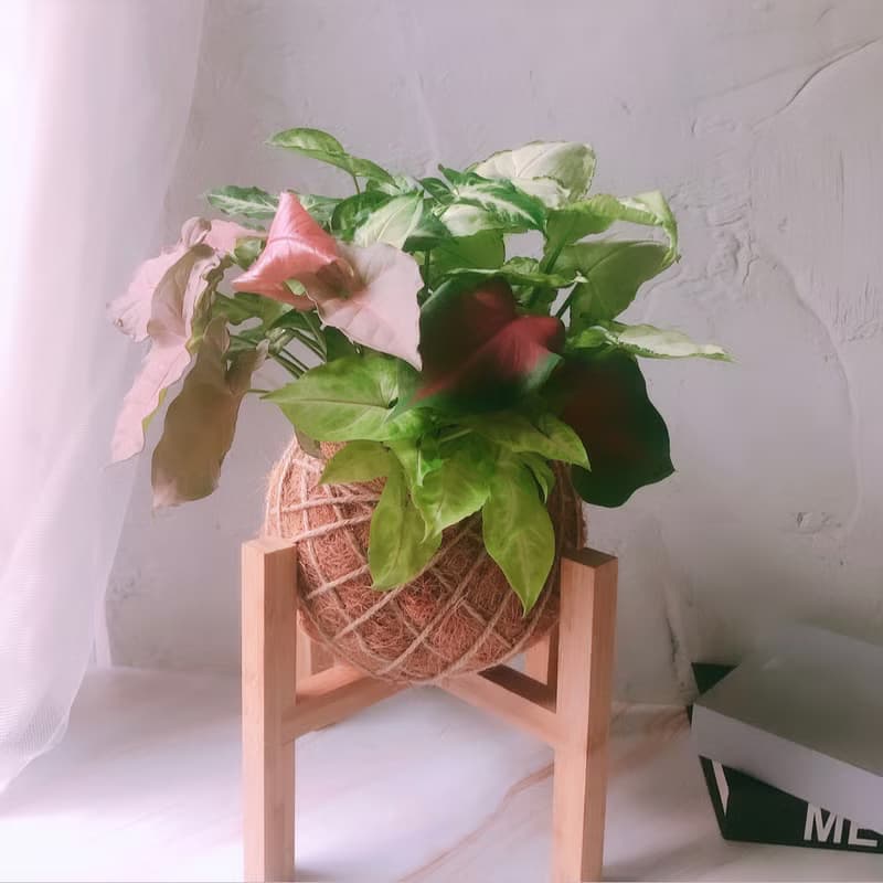 大苔球 綜合合果芋  植栽