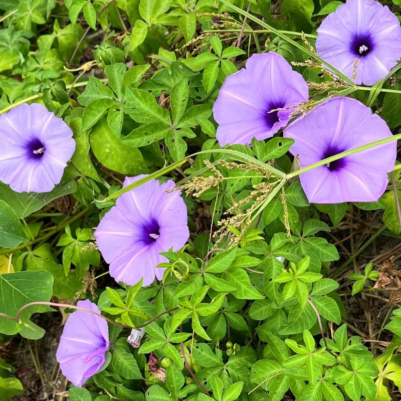 貝殼系列 / 紫色花開了 / 耳環 / 耳夾 / 耳針 / 耳勾