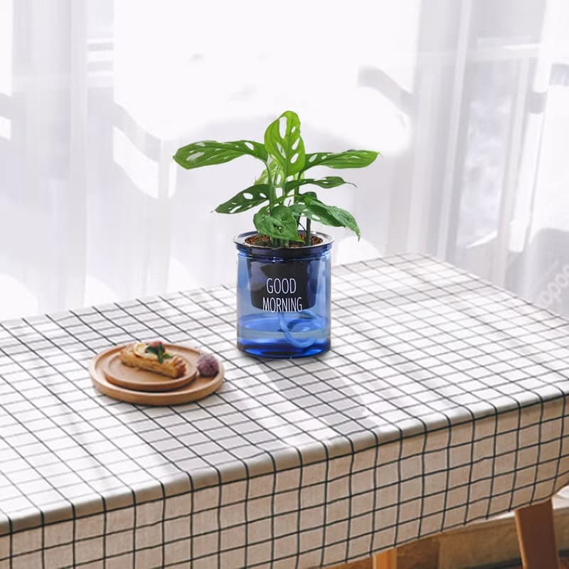 植栽 室內盆栽 窗孔龜背芋 懶人盆栽