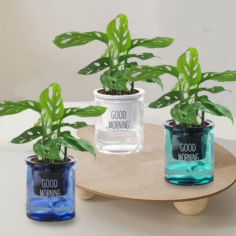 植栽 室內盆栽 窗孔龜背芋 懶人盆栽