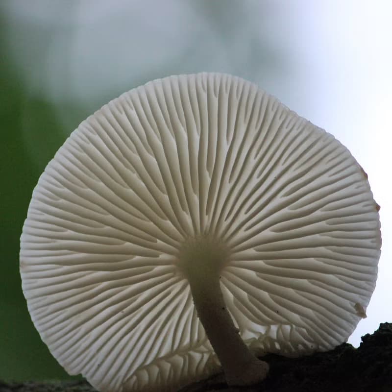 蕈菇耳環 醫療鋼不過敏