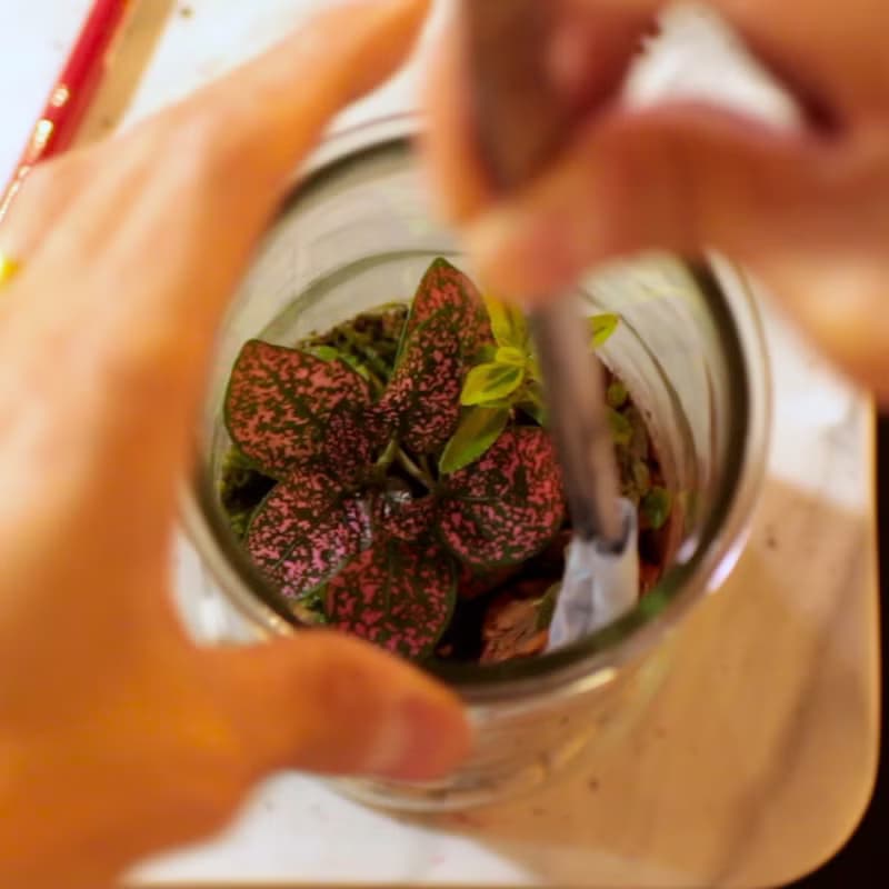 螢光蕈植物生態瓶 線上手作 DIY材料包/附線上教學影片