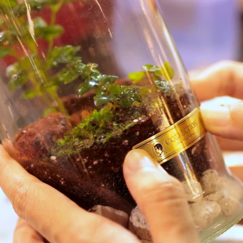螢光蕈植物生態瓶 線上手作 DIY材料包/附線上教學影片