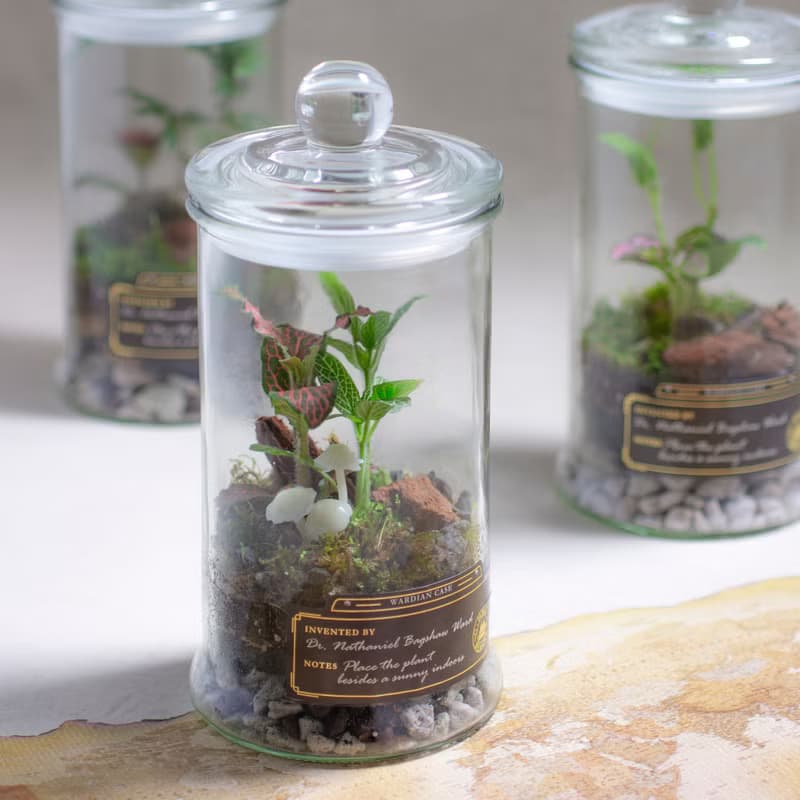 螢光蕈植物生態瓶 線上手作 DIY材料包/附線上教學影片