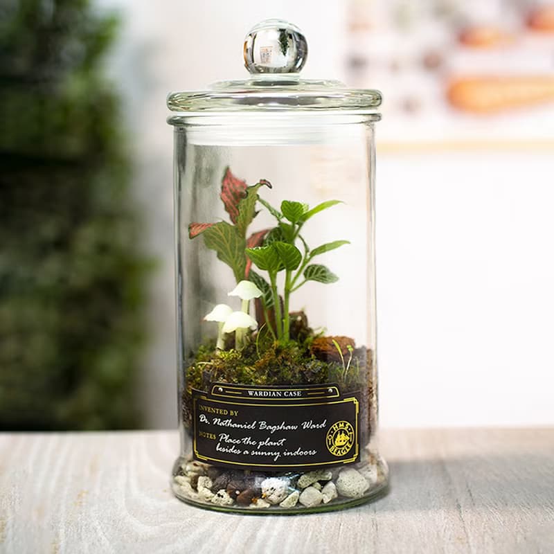 螢光蕈植物生態瓶 線上手作 DIY材料包/附線上教學影片
