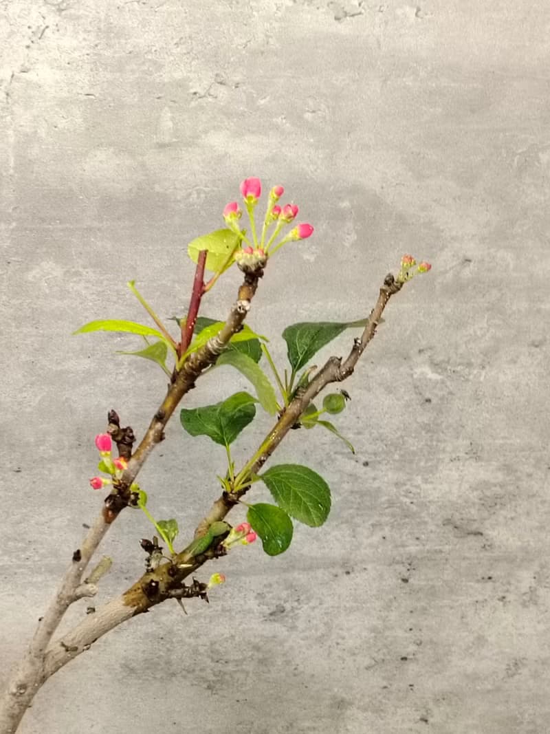 陶盆盆栽一才海棠姬蘋果