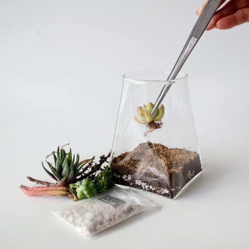 【沙漠生態植物瓶】DIY材料包+影片教學
