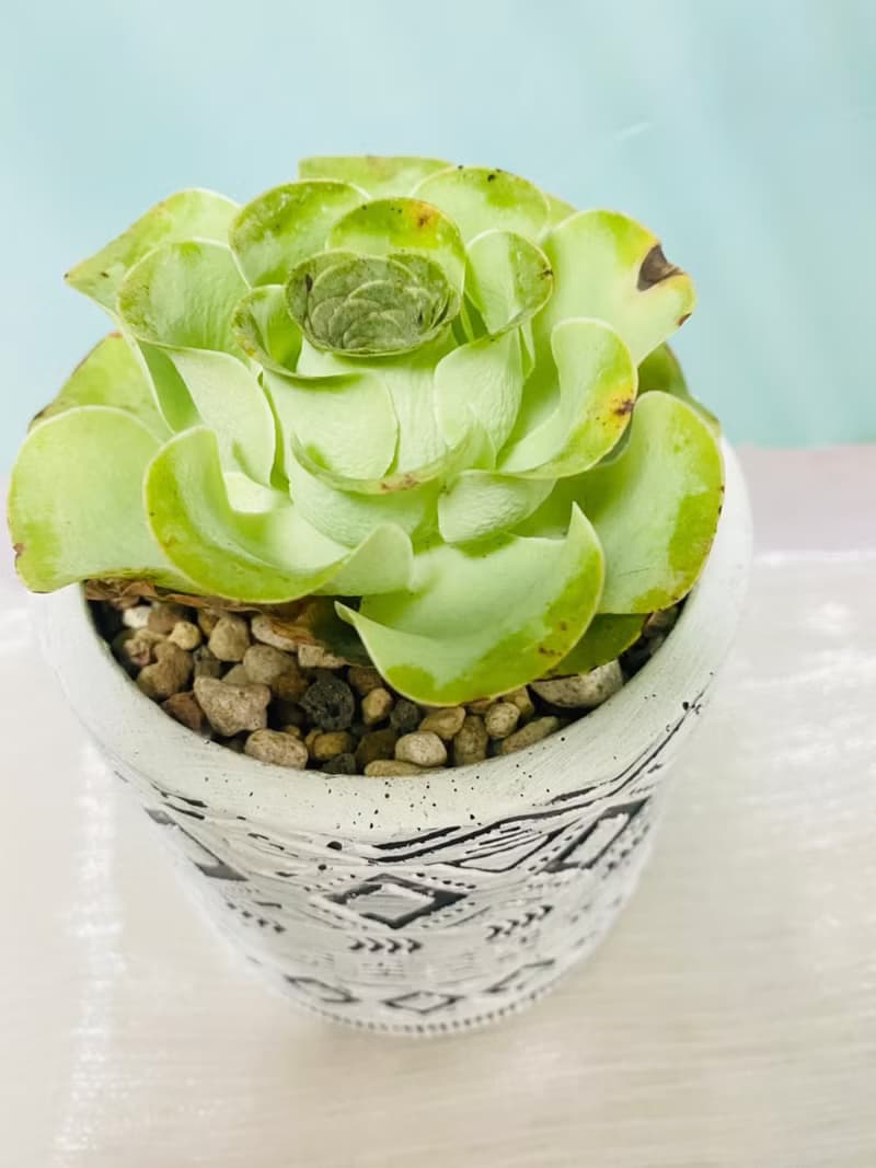 多肉夕洛玫瑰 開幕誌慶 新居落成 升官喬遷 生日禮物