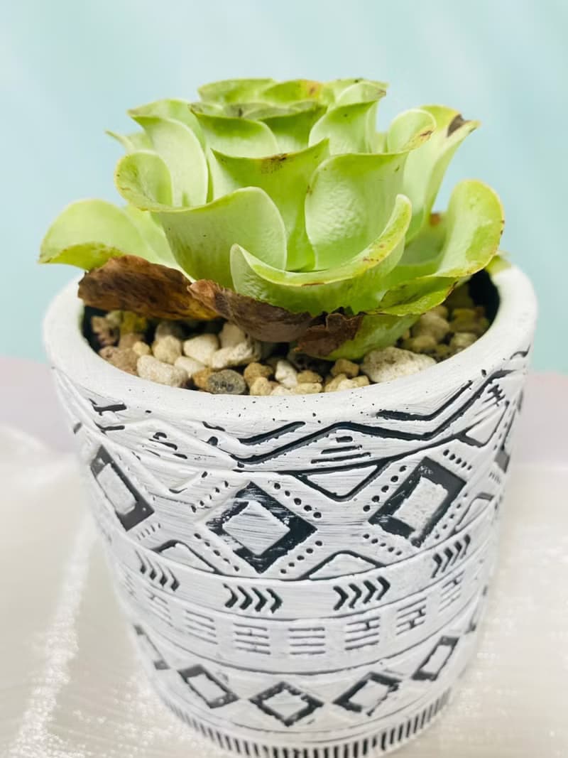 多肉夕洛玫瑰 開幕誌慶 新居落成 升官喬遷 生日禮物