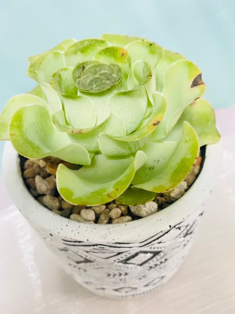 多肉夕洛玫瑰 開幕誌慶 新居落成 升官喬遷 生日禮物