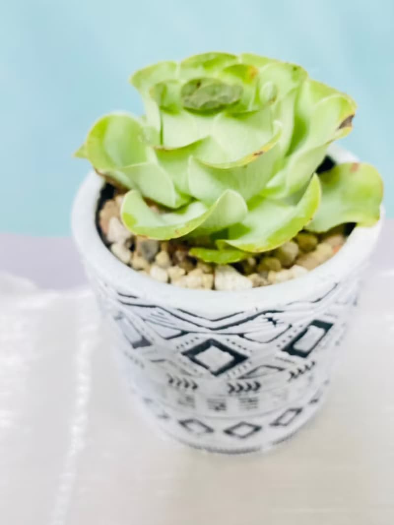 多肉夕洛玫瑰 開幕誌慶 新居落成 升官喬遷 生日禮物