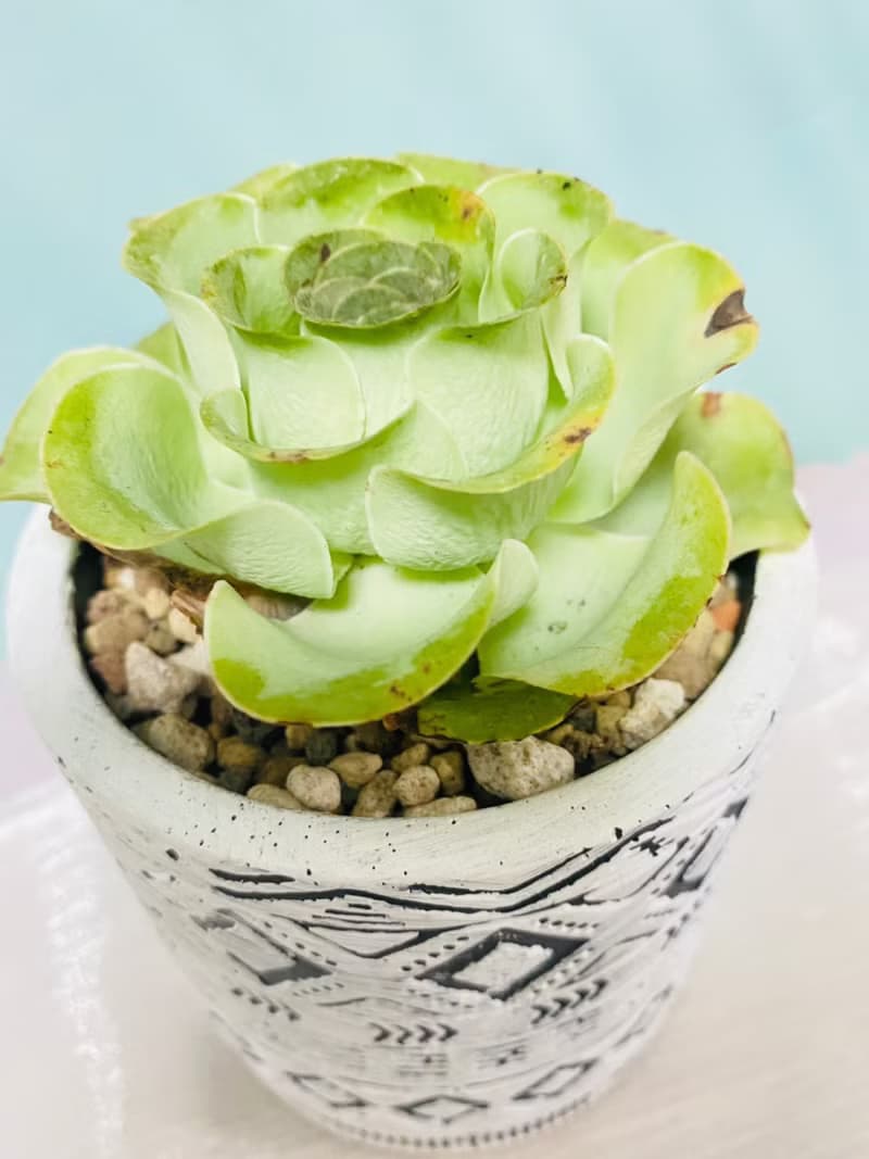 多肉夕洛玫瑰 開幕誌慶 新居落成 升官喬遷 生日禮物