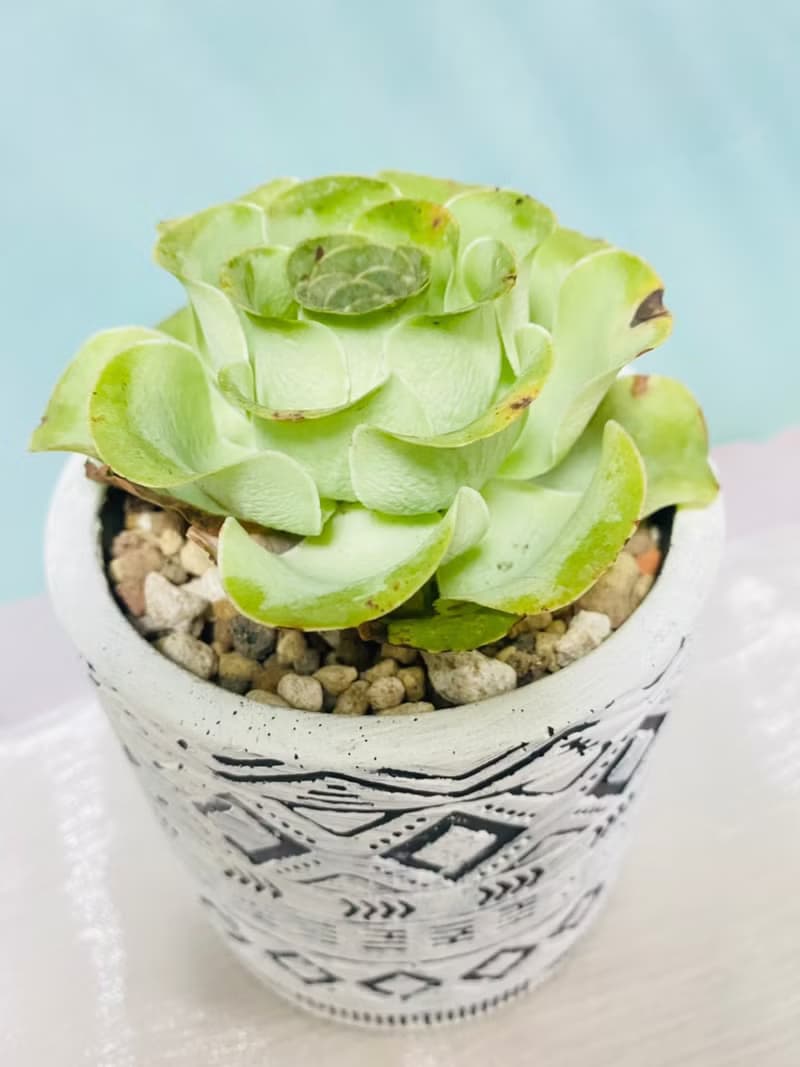 多肉夕洛玫瑰 開幕誌慶 新居落成 升官喬遷 生日禮物