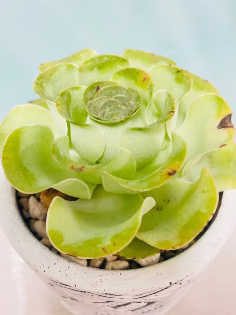 多肉夕洛玫瑰 開幕誌慶 新居落成 升官喬遷 生日禮物