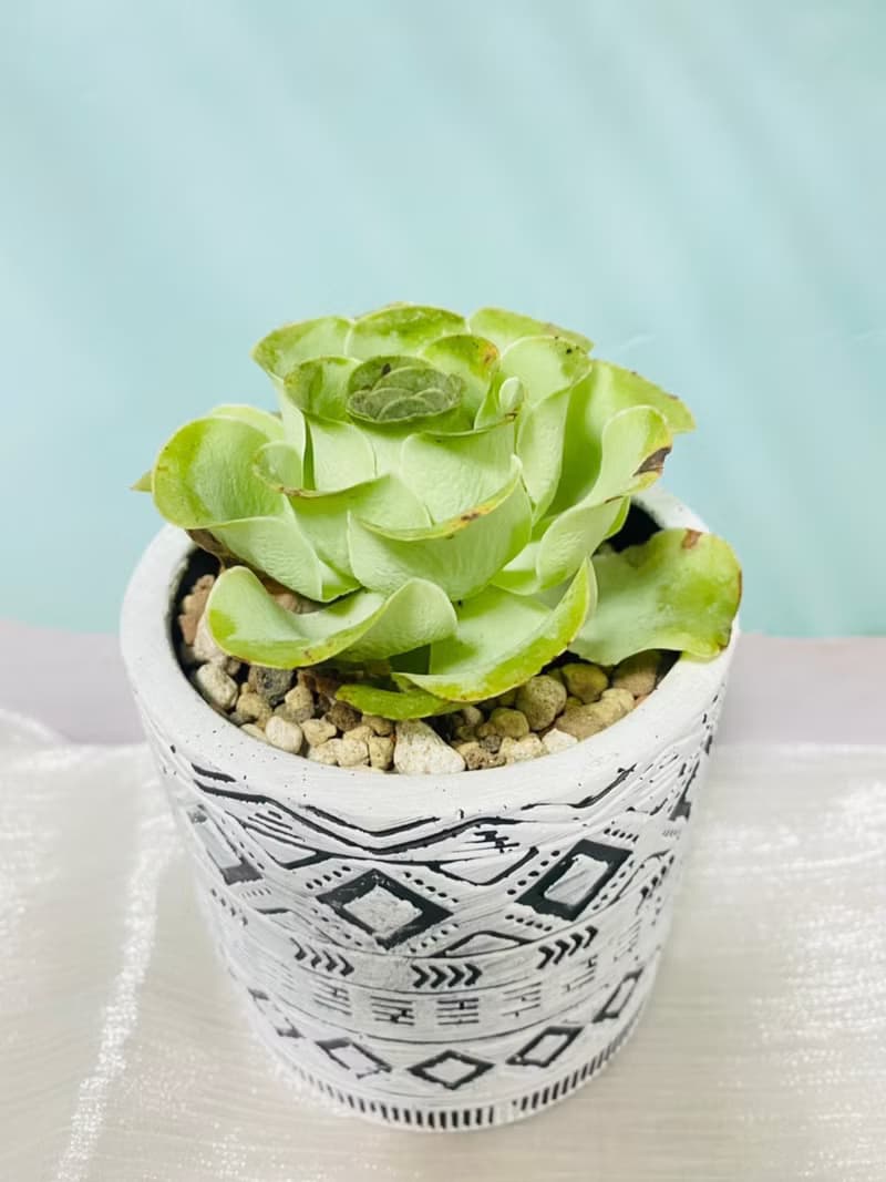 多肉夕洛玫瑰 開幕誌慶 新居落成 升官喬遷 生日禮物