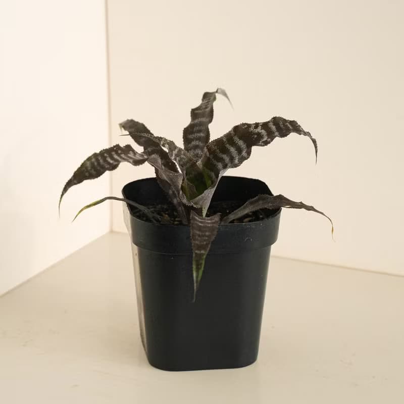 黑虎紋絨葉鳳梨