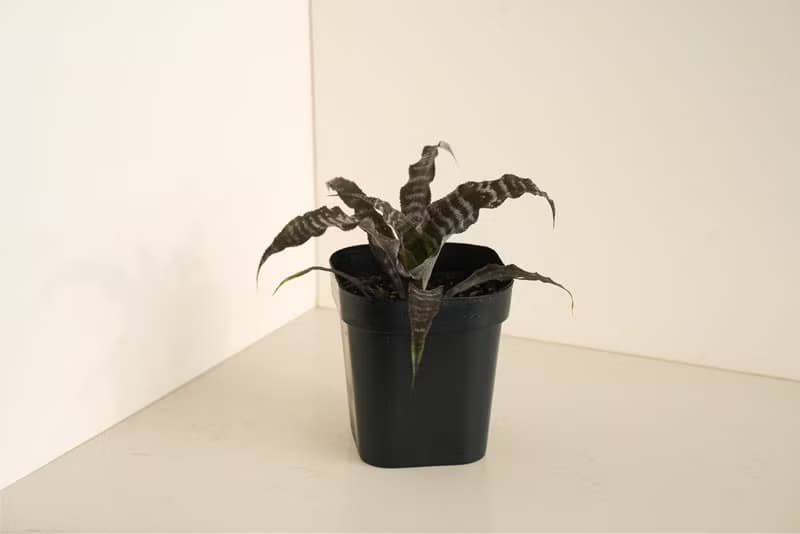 黑虎紋絨葉鳳梨