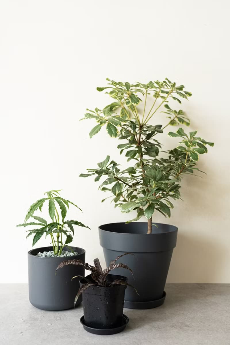 黑虎紋絨葉鳳梨