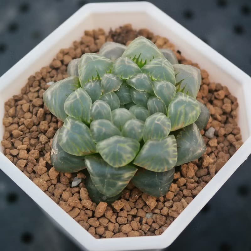 【荳荳多肉】【姬玉露】喬遷│送禮│升遷│多肉植物