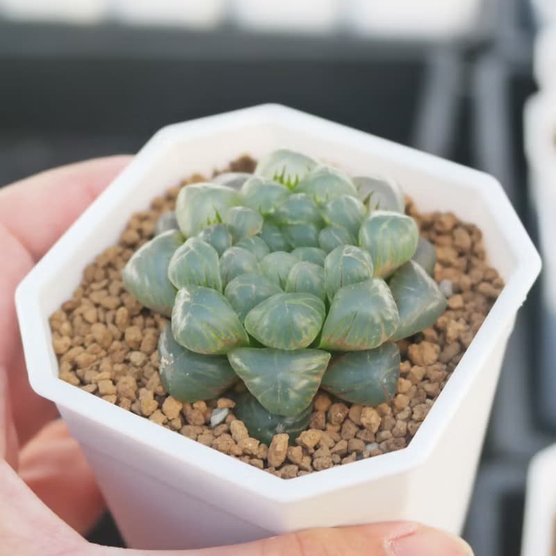 【荳荳多肉】【姬玉露】喬遷│送禮│升遷│多肉植物