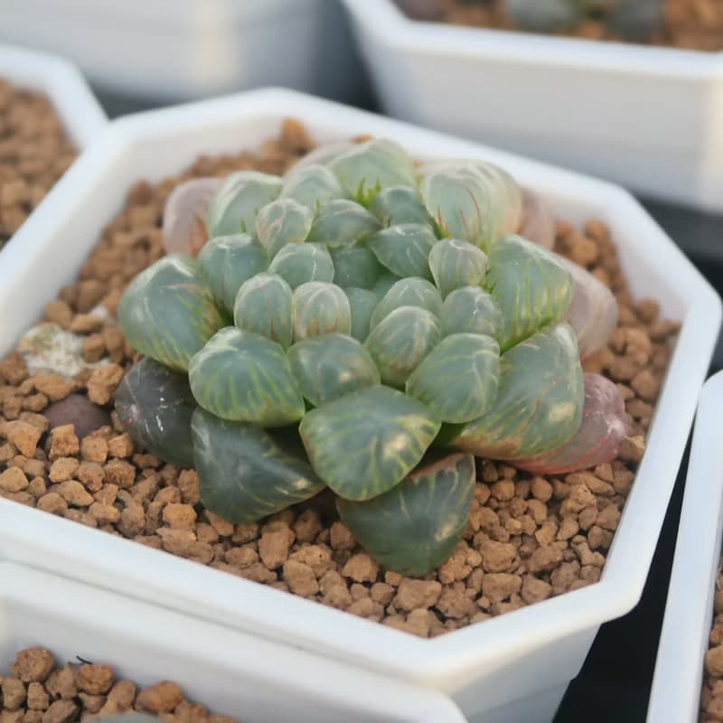 【荳荳多肉】【姬玉露】喬遷│送禮│升遷│多肉植物