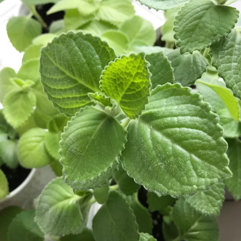 左手香抗敏手工皂